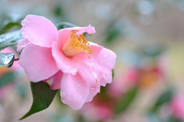  .  http://office.dlya-cvetov.ru/2015/mnogoletnie-rasteniya/ - 2