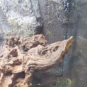 ���� ������, ������, 51 ��� - ��������� 25 ������ 2016 � ������ �����������-11�