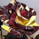 ���� ������, ���������, 49 ��� - ��������� 16 ��� 2016 � ������ ���� ����������