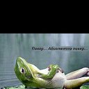  , -, 37  -  12  2016    