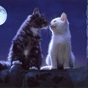  ,  -  11  2016    Ȼ