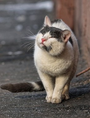 Не бросайте котиков - 3