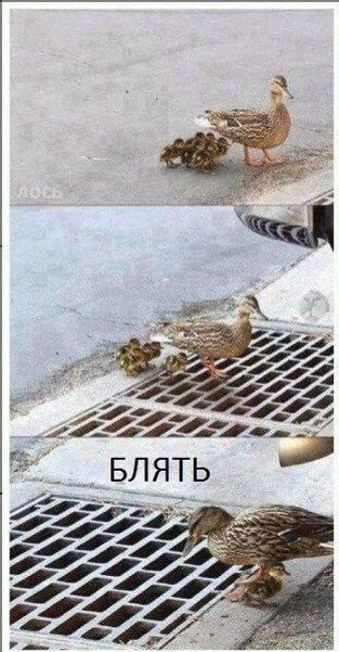    ר! - 29  2016  03:31