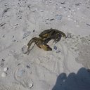  ,   -  12  2016    2013