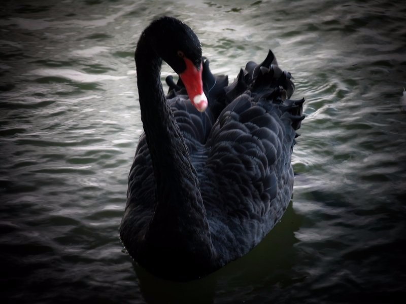    .#animal@travel.blog - 6