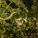 ����������. �� ������� ��������.�