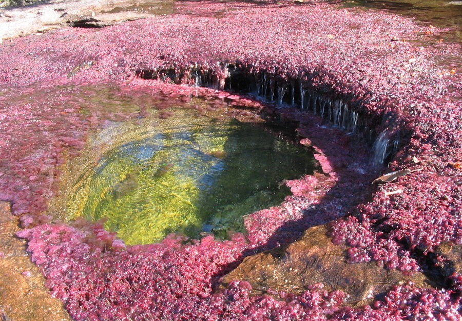   (Cano Cristales -  )    .