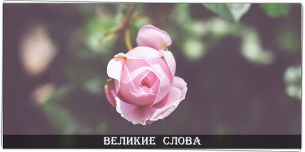 Любимый цветок – это, прежде всего, отказ от всех остальных цветов. Иначе он не покажется самым ...