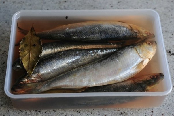 Как засолить селедку.А какая получается вкуснятина… Больше никогда не покупаю магазинную соленую ...
