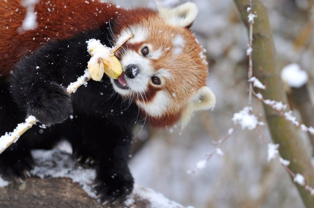  ,       ;).#animal@travel.blog - 5