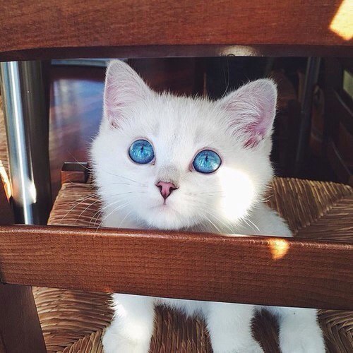  *_______*