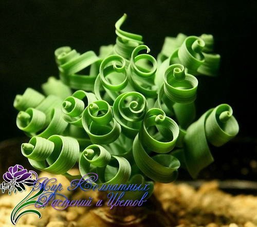 Albuca Spiralis(Альбука Спиральная) - растение с "завивкой" - 3