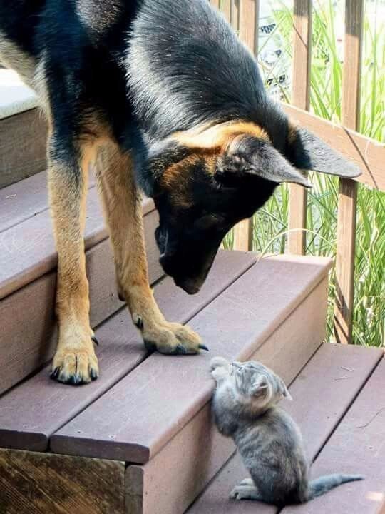 .#animal@travel.blog