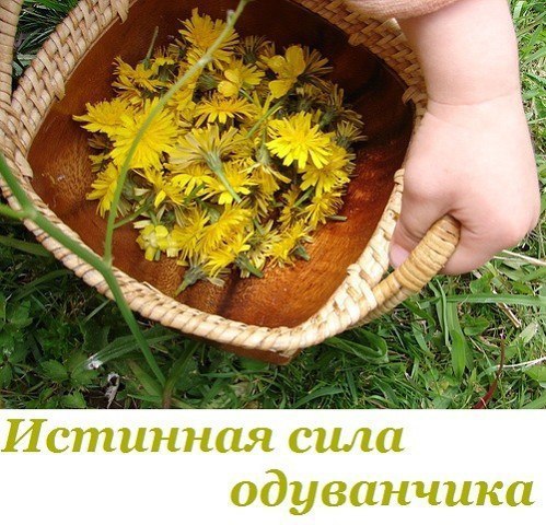 Истинная сила одуванчика. Травники иногда называют одуванчик женьшенем средней полосы, а на правах ...