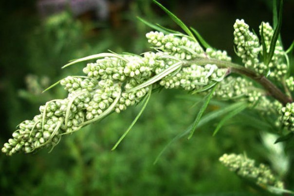 ,  98%    16 ., Artemisia Annua , -  ...