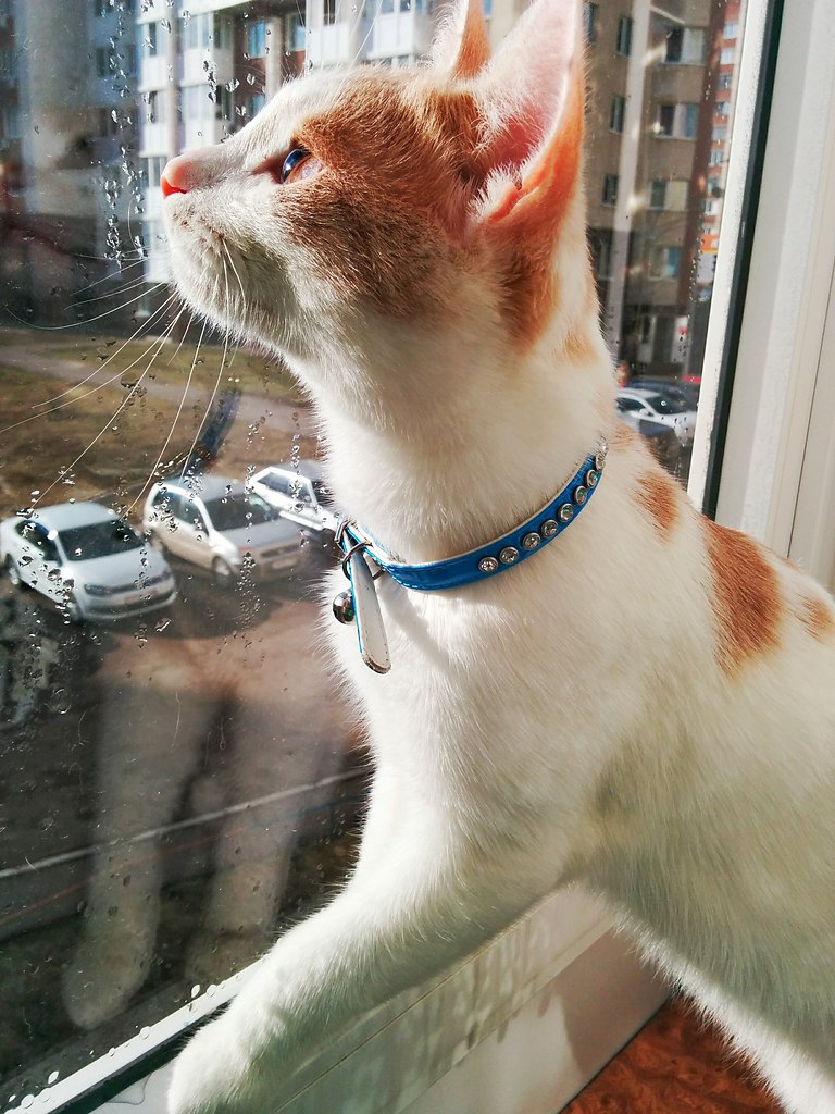 #Безкота_добро.Год назад,где-то в конце сентября, сидела на работе в небольшом магазинчике. На улице ...