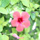 ���� Sezai, �����, 66 ��� - ��������� 9 ���� 2016 � ������ �Roses�
