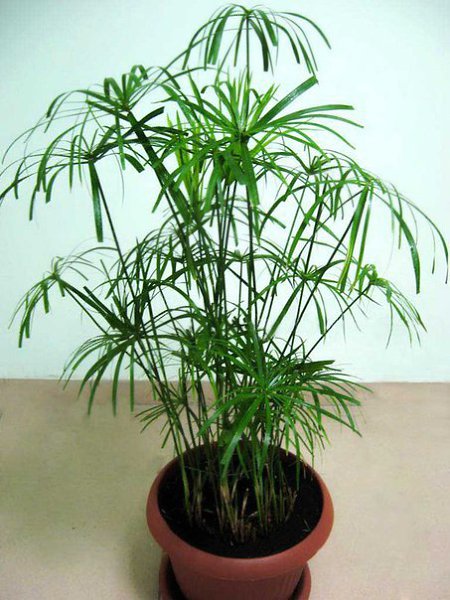 .  (Cyperus)       .  ... - 3