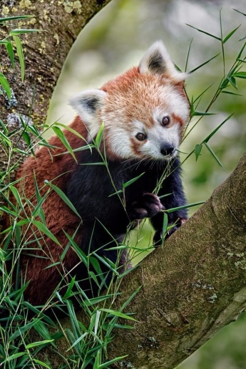  ,       ;).#animal@travel.blog - 7