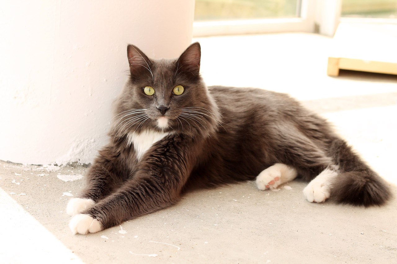 Усталость на работе. Cat of disapproval. Совсем т. Кристин нестлингер книги. Совсем т.