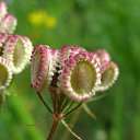 ���� Eric, ����, 61 ��� - ��������� 21 ��� 2016 � ������ �Flora and fauna�