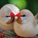 ���� Halim, ����, 53 ���� - ��������� 13 ������ 2016