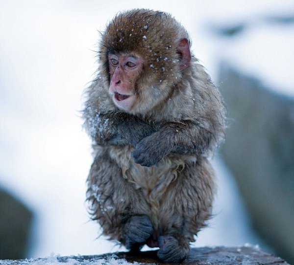        (Jigokudani Yaen-koen, Jigokudani Monkey Park)  ... - 7