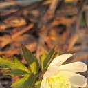 ���� Ilya, ������ �����, 43 ���� - ��������� 22 ������ 2016 � ������ �1-3 ��� 2015�. ��������