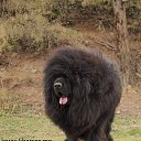 ���� Amgaa Kharsor, ����-�����, 52 ���� - ��������� 17 ���� 2016 � ������ ���� ����������