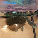 ���� ������, ������, 51 ��� - ��������� 25 ������ 2016 � ������ �����������-11�