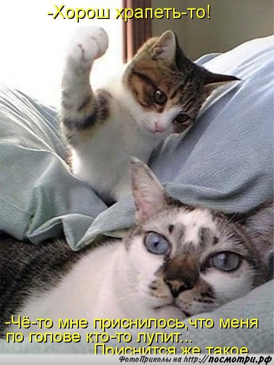 Без кота и жизнь не та - 22 марта 2016 в 12:37