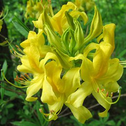 ���� ��������, ������, 64 ���� - ��������� 11 ���� 2016