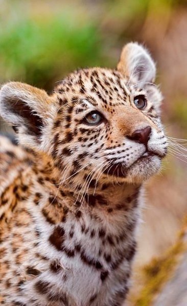 В мире животных - 6 августа 2016 в 15:10