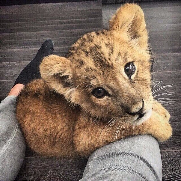 Без кота и жизнь не та - 13 марта 2016 в 10:31