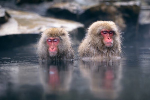        (Jigokudani Yaen-koen, Jigokudani Monkey Park)  ... - 11