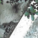 ������ ������ �� ������� ������ ��������