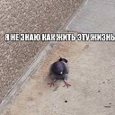 ���� �����, �����-���������, 63 ���� - ��������� 7 ������� 2016 � ������ ������ ��������