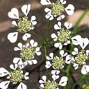 ���� Eric, ����, 61 ��� - ��������� 21 ��� 2016 � ������ �Flora and fauna�