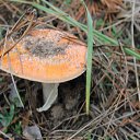 ���� ������, ���������, 42 ���� - ��������� 24 ����� 2016 � ������ ��������� ���