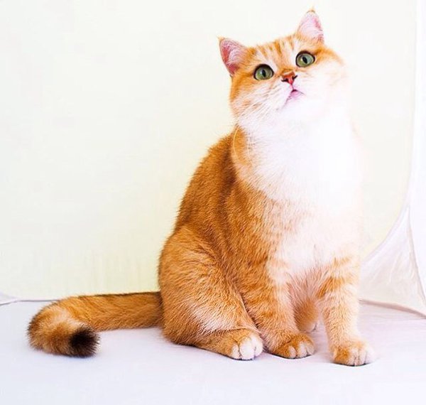 Лисичка :) - 5