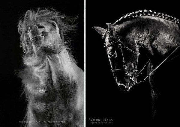 Величественная красота лошадей в фотографиях Вибке Хааса (Wiebke Haas) - 7