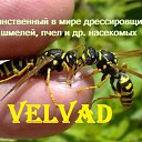  Velvad,  -  29  2016   VELVAD 2