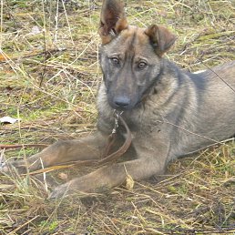 ���������, �����, 42 ����