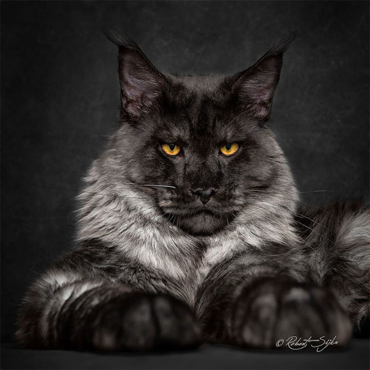    Majestic. Robert Sijka - 5