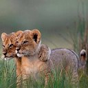 ���� ����, ����, 42 ���� - ��������� 23 ���� 2016 � ������ ���� ����������