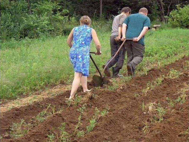 Прикол про копку картоплі Foto 19