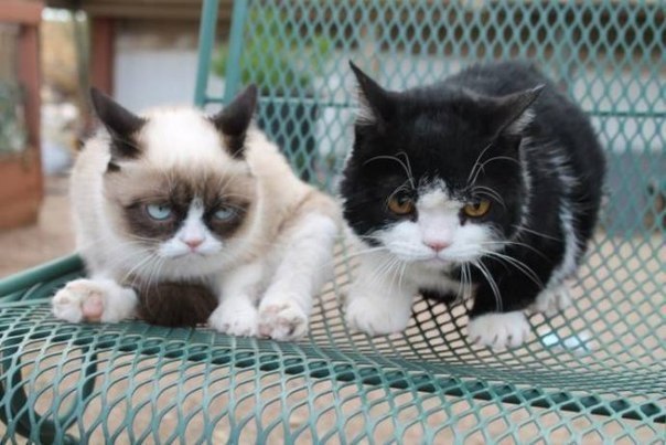 Grumpy Cat -   . - 5