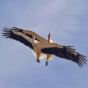 ��� ���� ����� ���� �� ������� ���� ����������