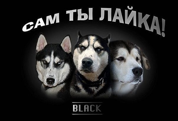Давно хотел написать про отличие Хаски от Лайки, потому, что когда иду по улице со своими Хаски, ...