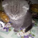  ., , 45  -  12  2016    